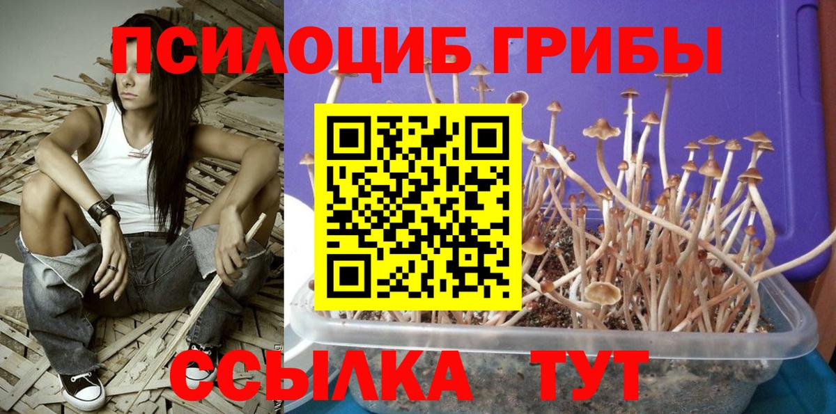 Псилоцибиновые грибы Cubensis  Галлюциногенные грибы мицелий  Вход с VPN  Сунжа 